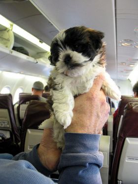 Dog in plane – Best Places In The World To Retire – International Living
